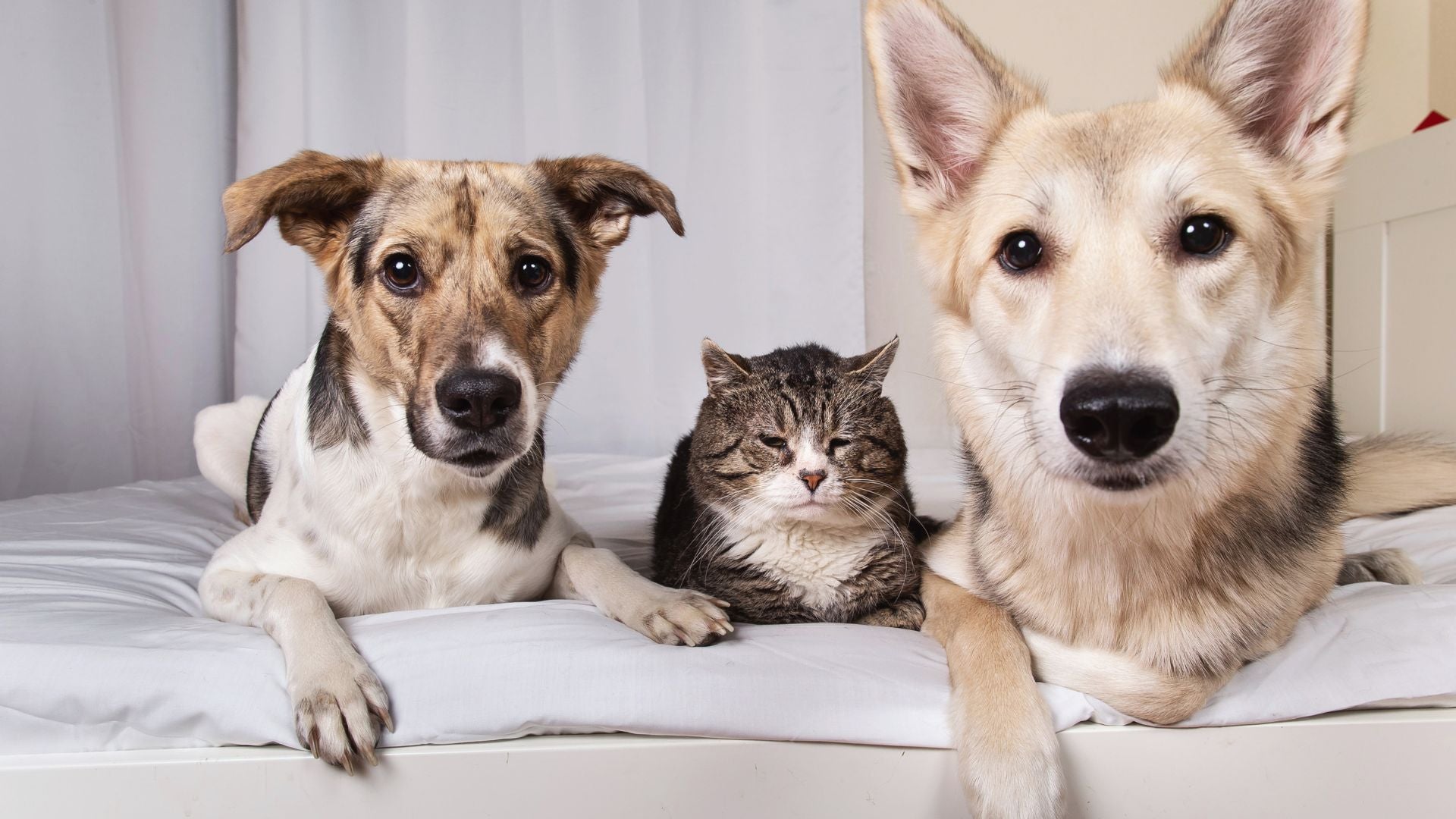 Die Top 10 der Beliebtesten Hunde- und Katzenrassen im Jahr 2024: Eine Übersicht