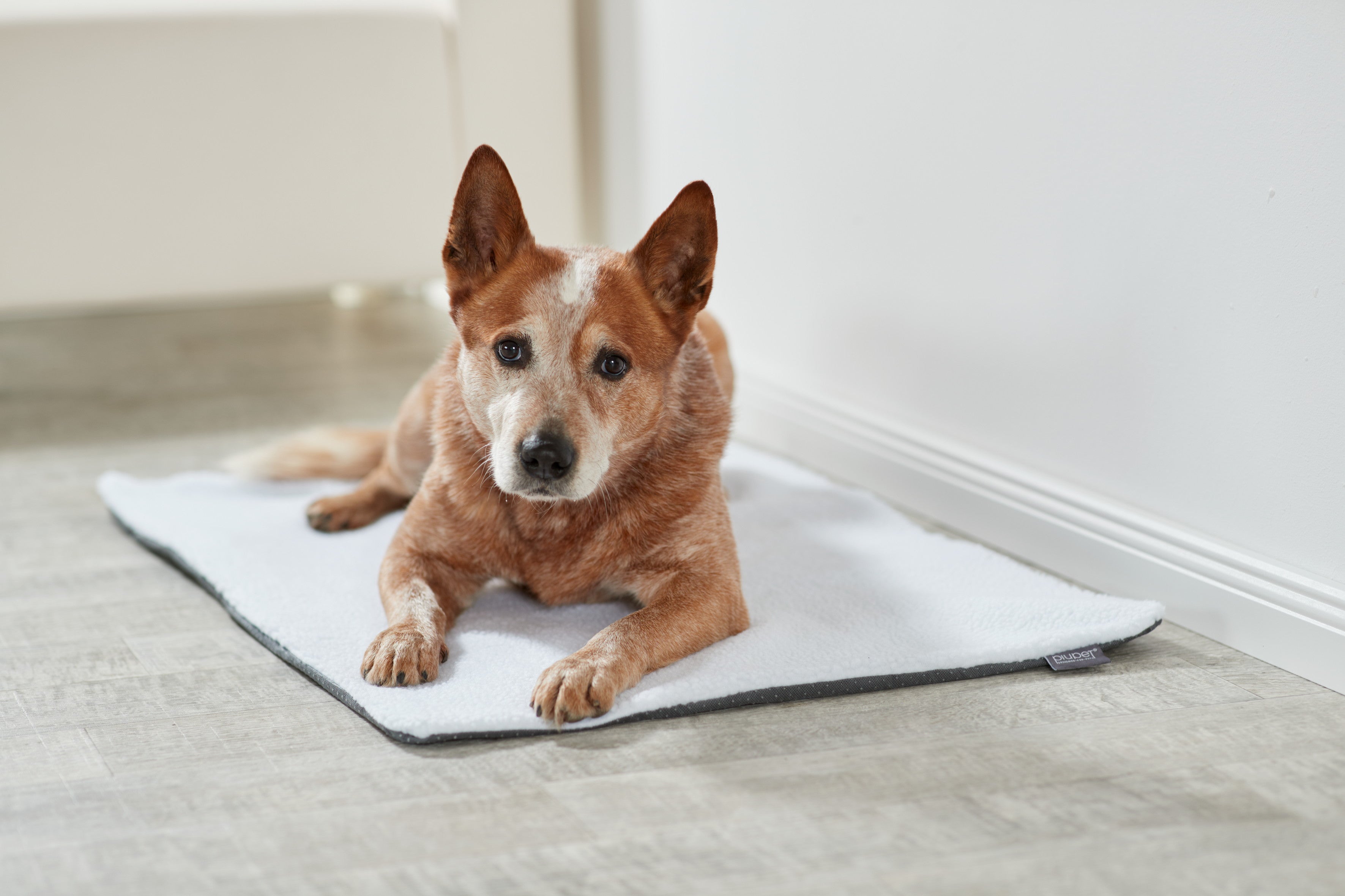 Welches Hundebett passt am besten zu deinem Vierbeiner?