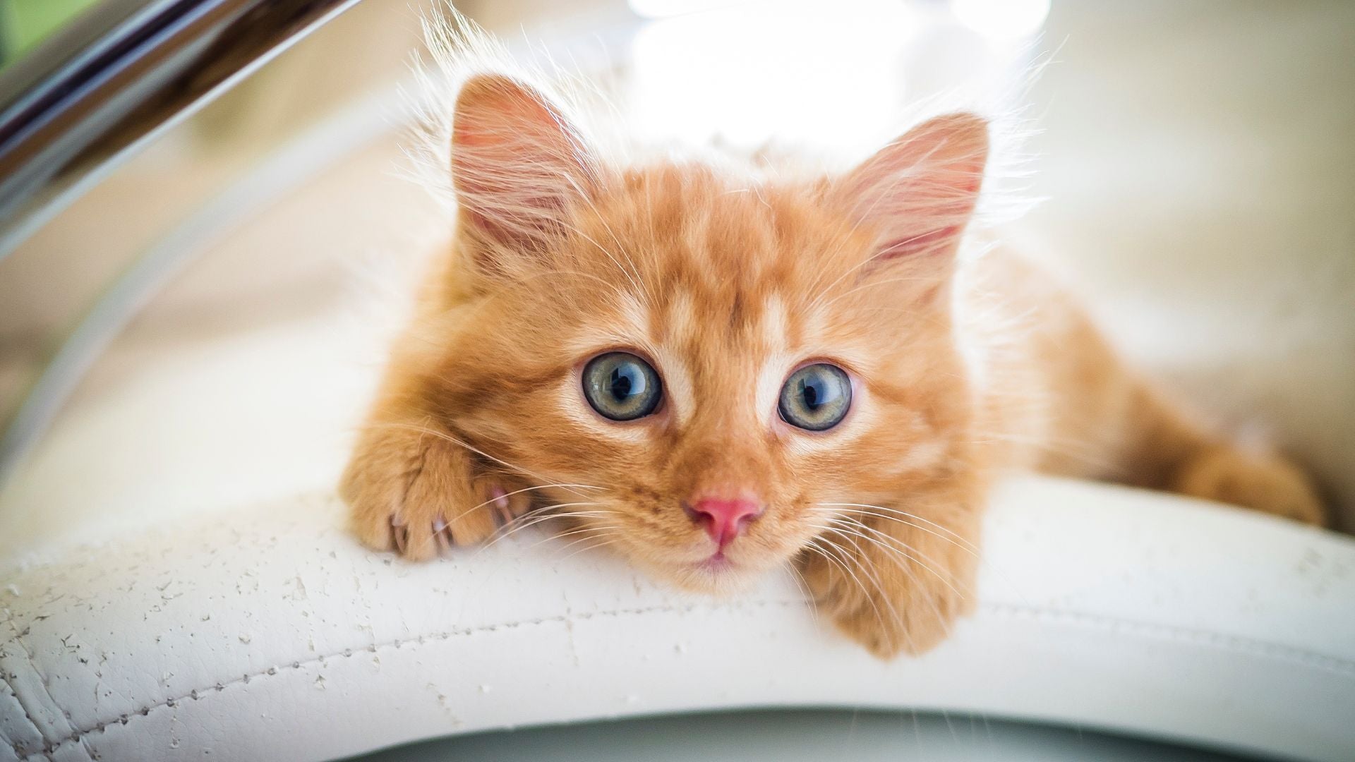 Die Top 20 Außergewöhnlichen Katzennamen 2024: Kreativität für Kater und Katzen