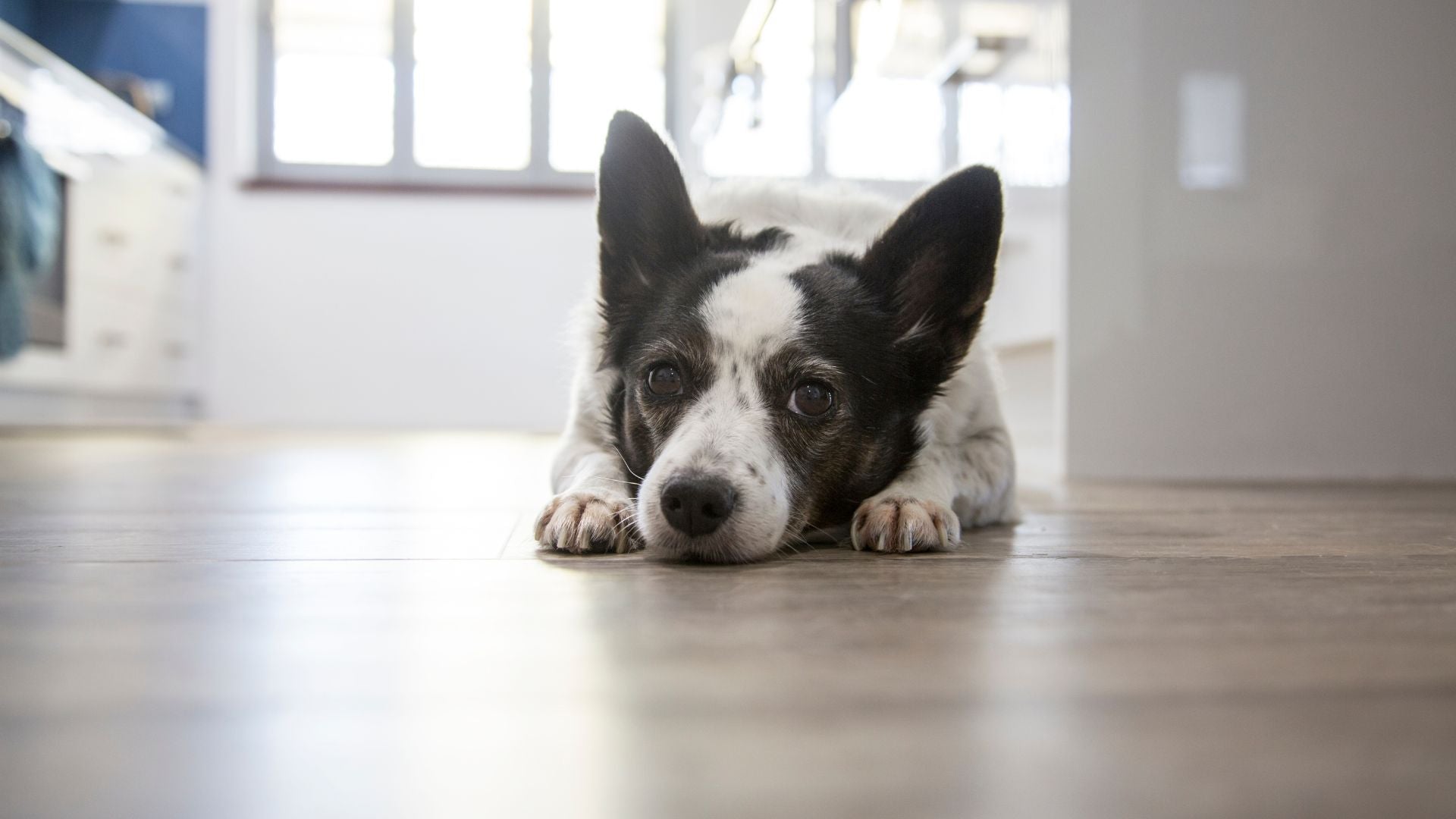 Die besten Indoor-Aktivitäten für Hunde mit viel Ausdauer bei schlechtem Wetter