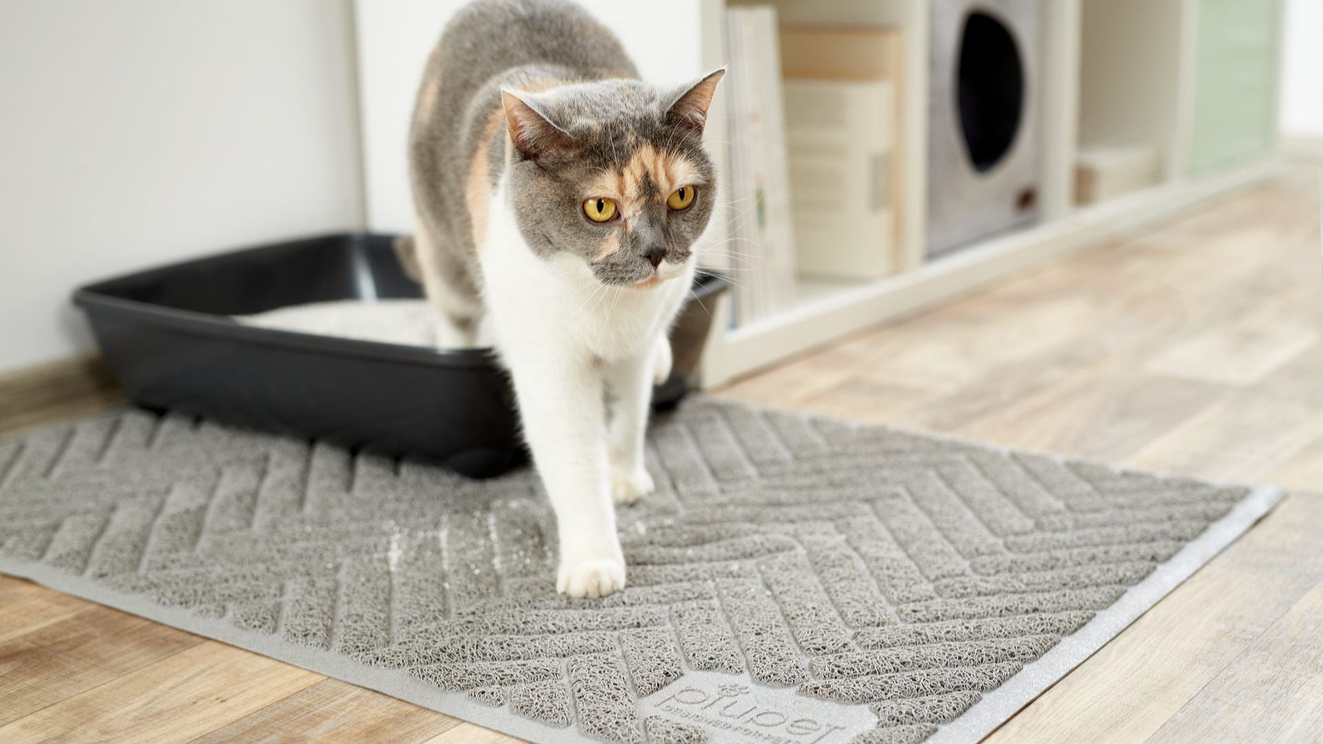 Katzenstreu: Tipps für die richtige Wahl