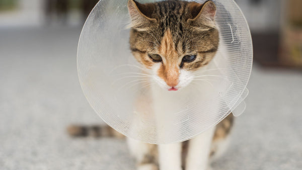 Die besten Tierversicherungen für Katzen in Deutschland: Qualitätsschutz zum besten Preis