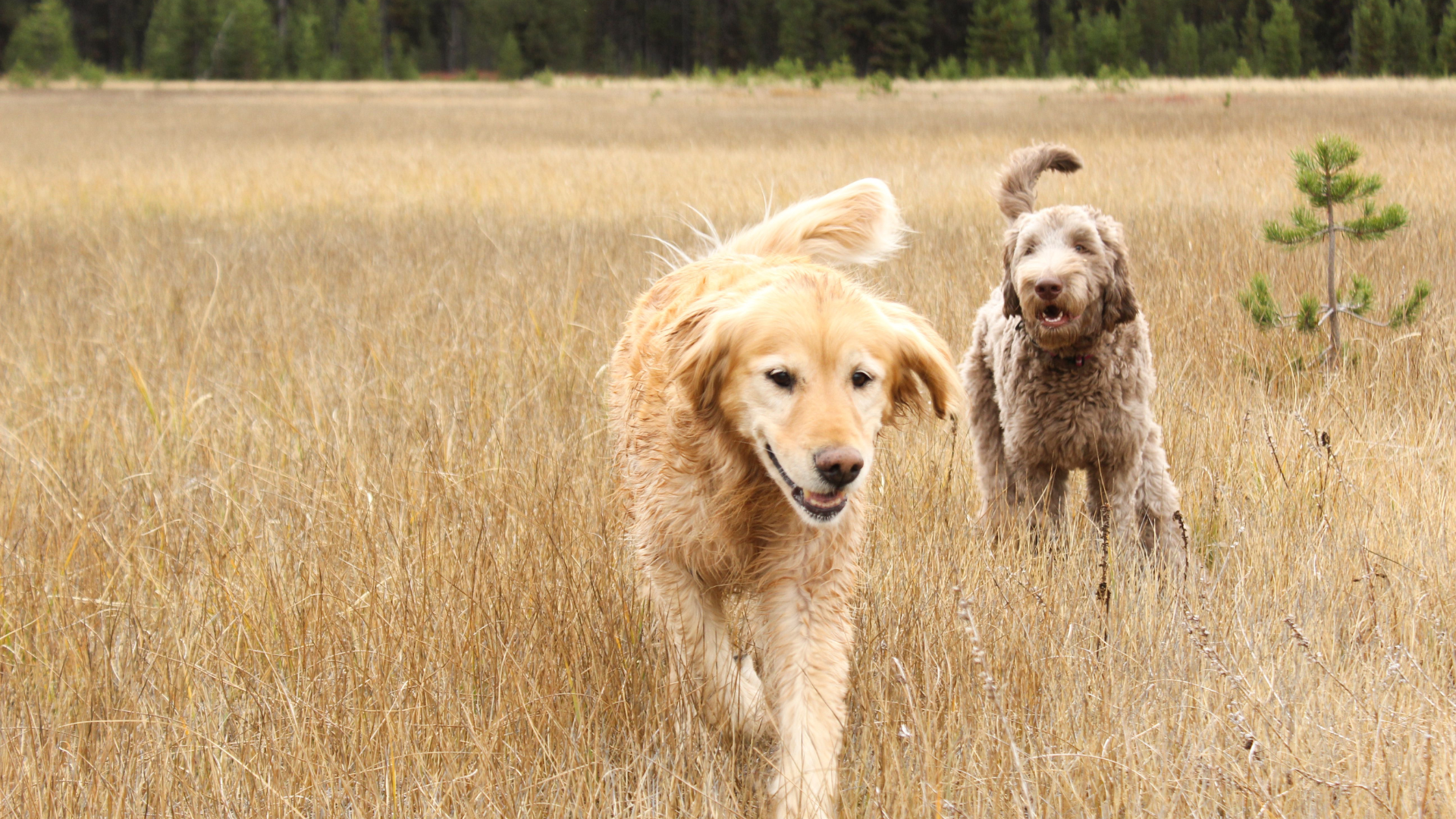 6 Tipps für einen Spaziergang ohne Stress bei Hundebegnungen