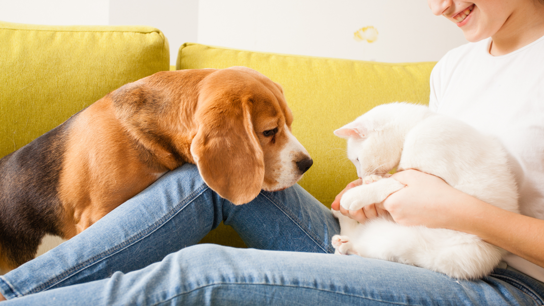 Ein neues Familienmitglied zieht ein – Tipps für die ersten Tage mit Hund oder Katze
