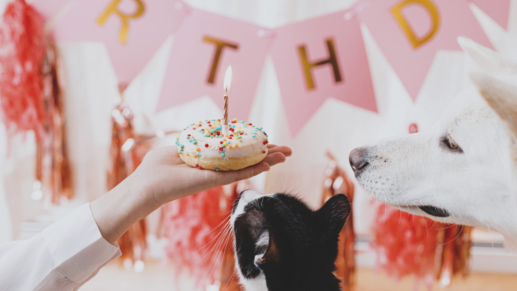 Schenken mit Stil – Geschenkideen für Hund & Katze