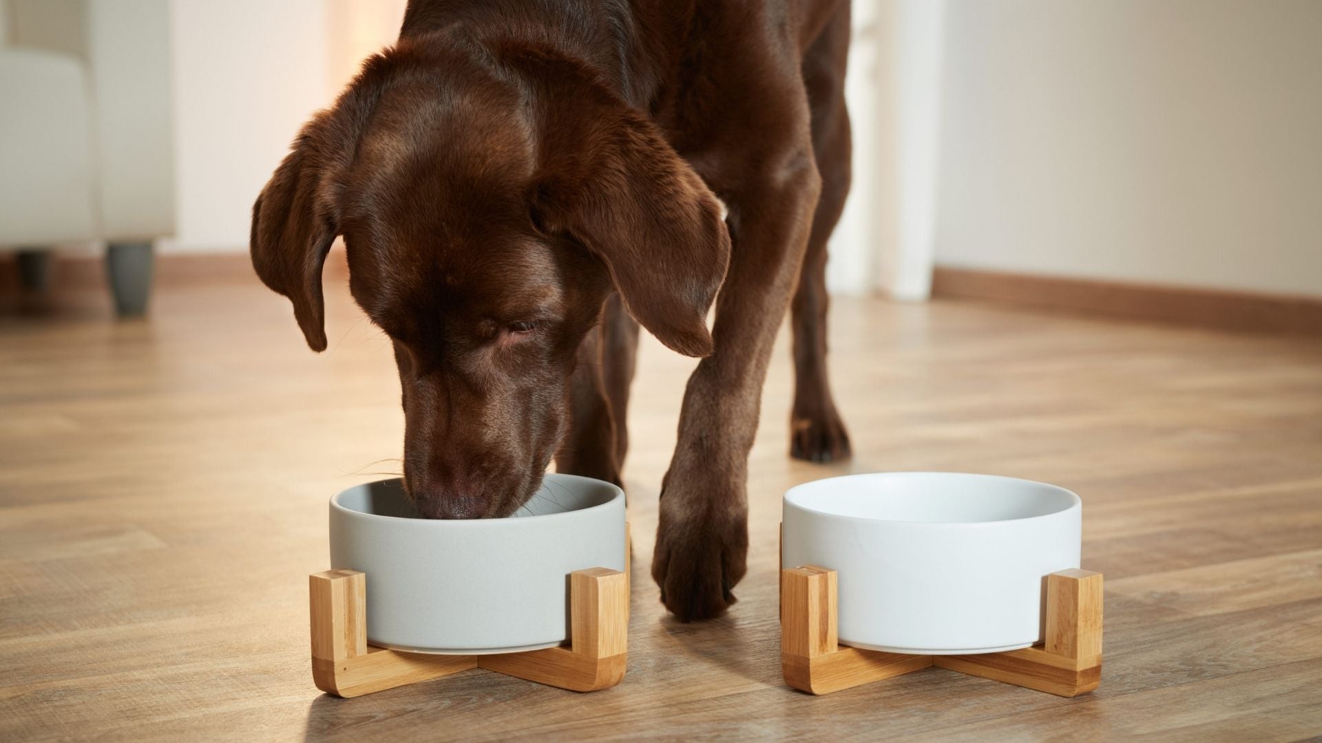 Futternäpfe für Hund und Katze