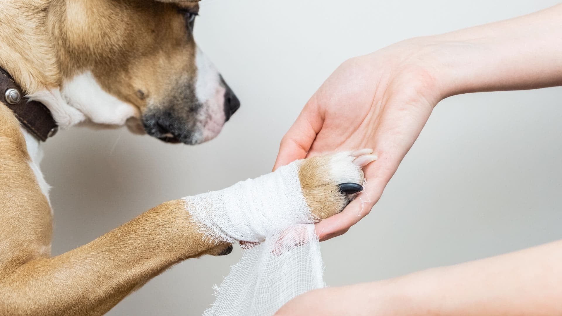 Gelenkprobleme Gelenkerkrankung Hund