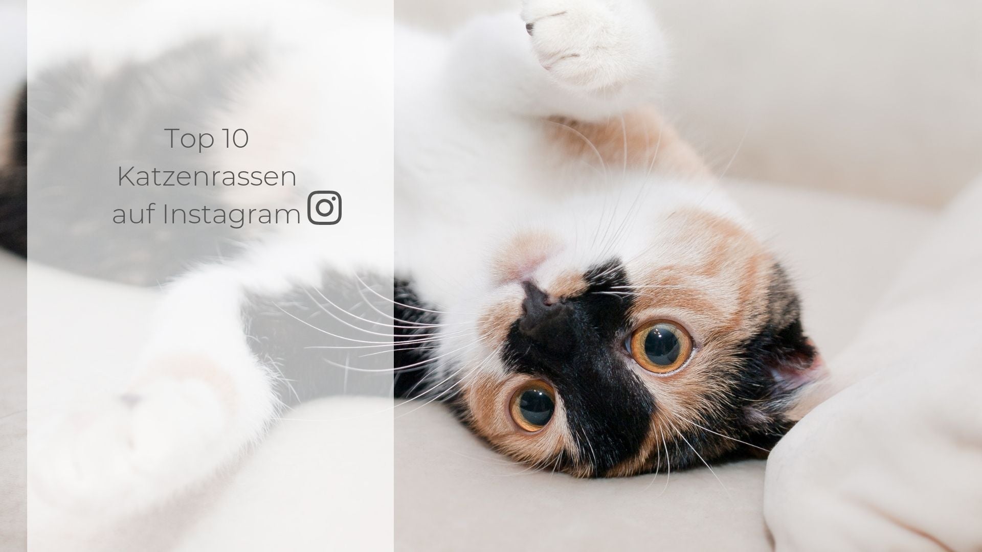 Top 10 Katzenrassen-Ranking