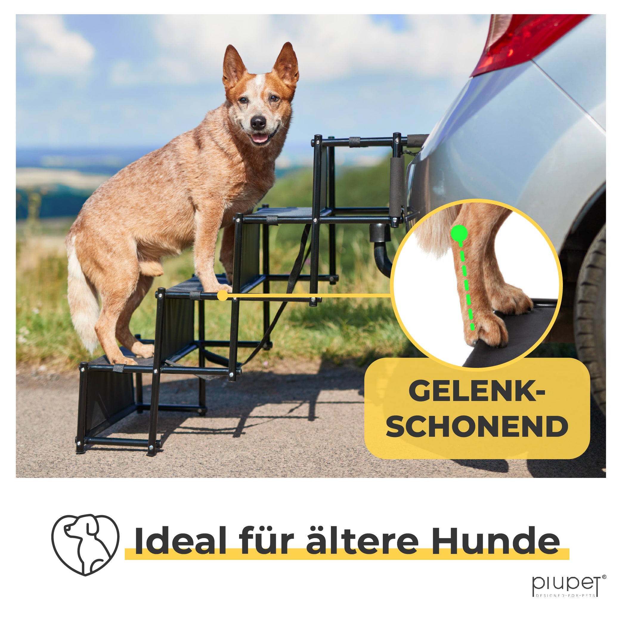 Hund steht auf Hundetreppe. Gelenkschonender Aspekt hervorgehoben