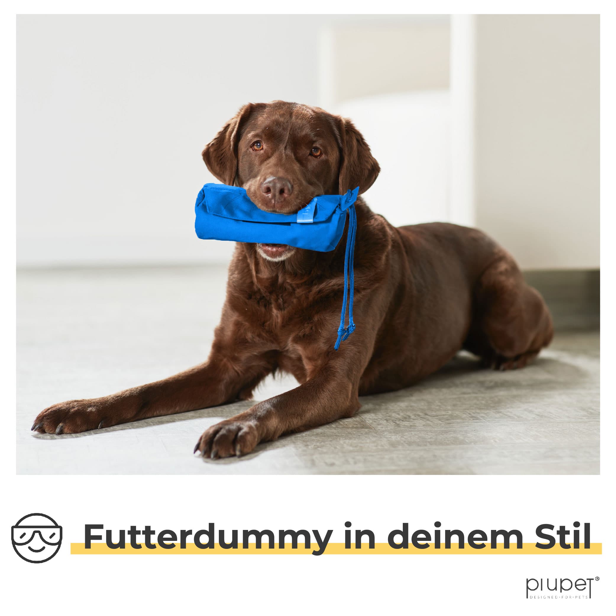 Hund liegt auf dem Boden und hat den Futterdummy im Mund