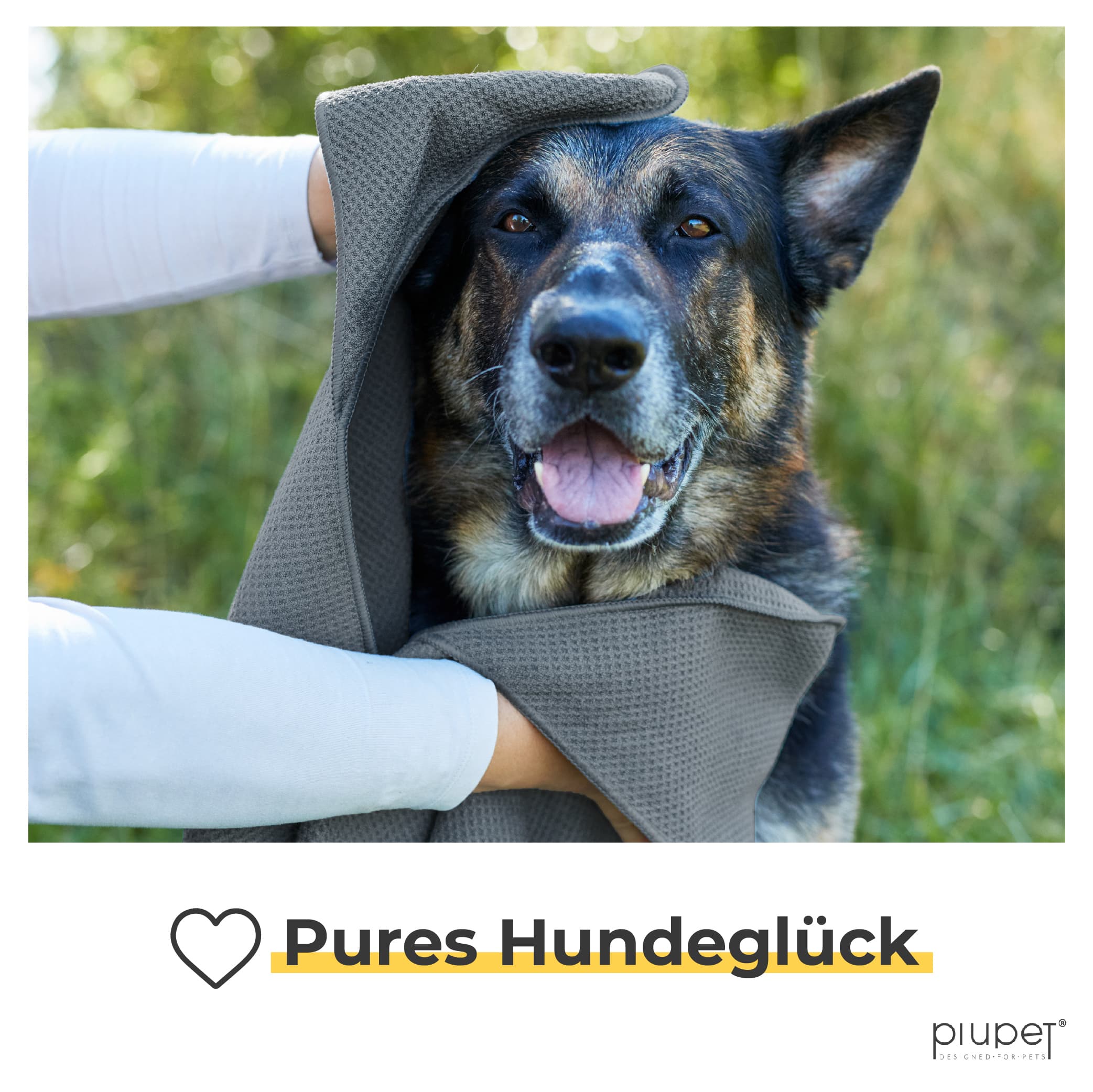 Glücklicher Hund wird mit dem Handtuch abgetrocknet