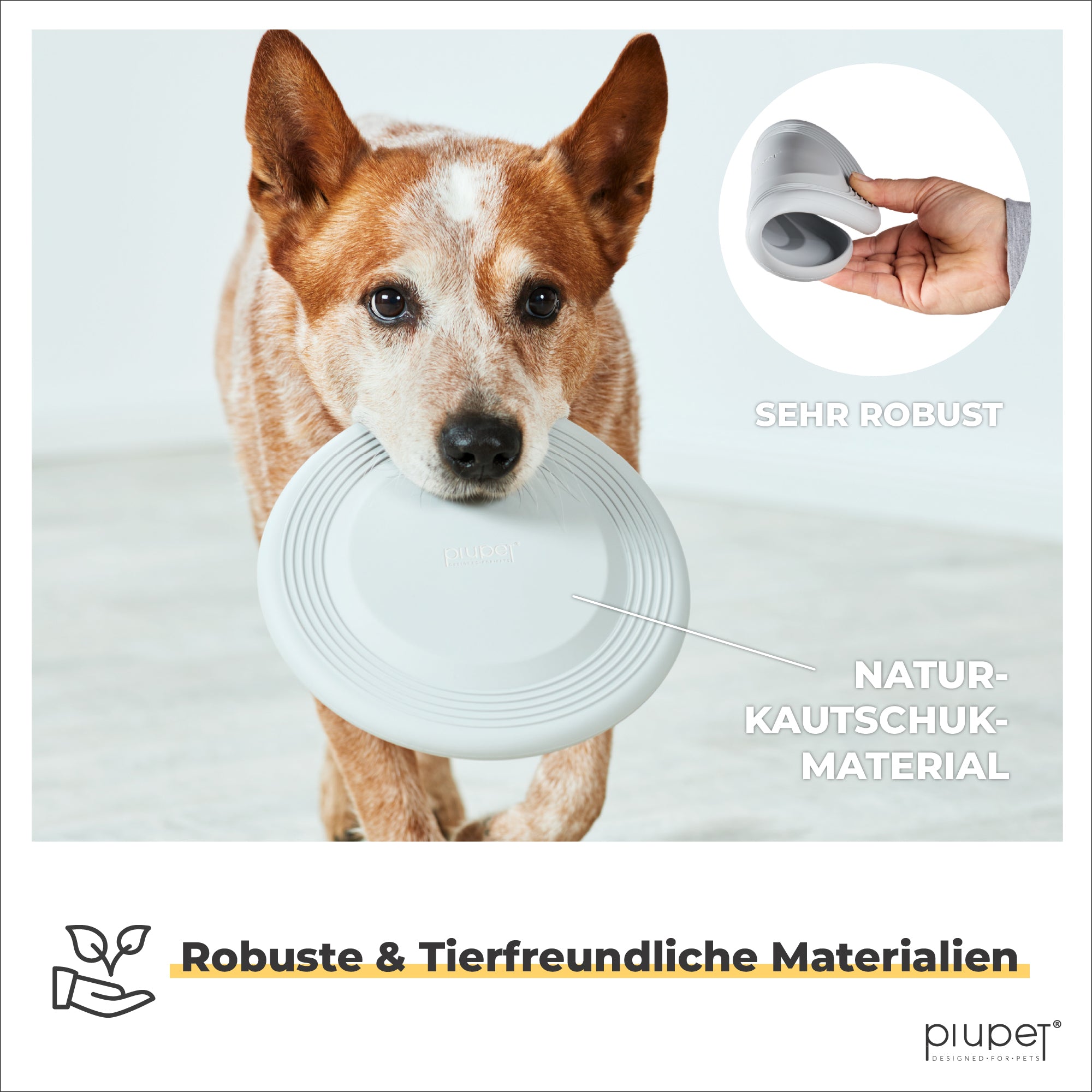 Hund hat grauen Frisbee aus Naturkautschuk im Mund
