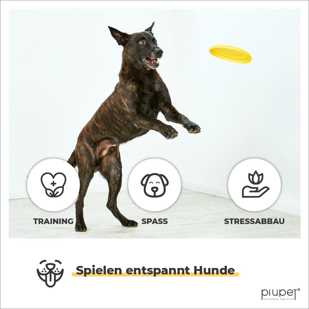 Hund spielt mit gelben Frisbee. Frisbee ist geeignet für Training, Spaß und Stressabbau