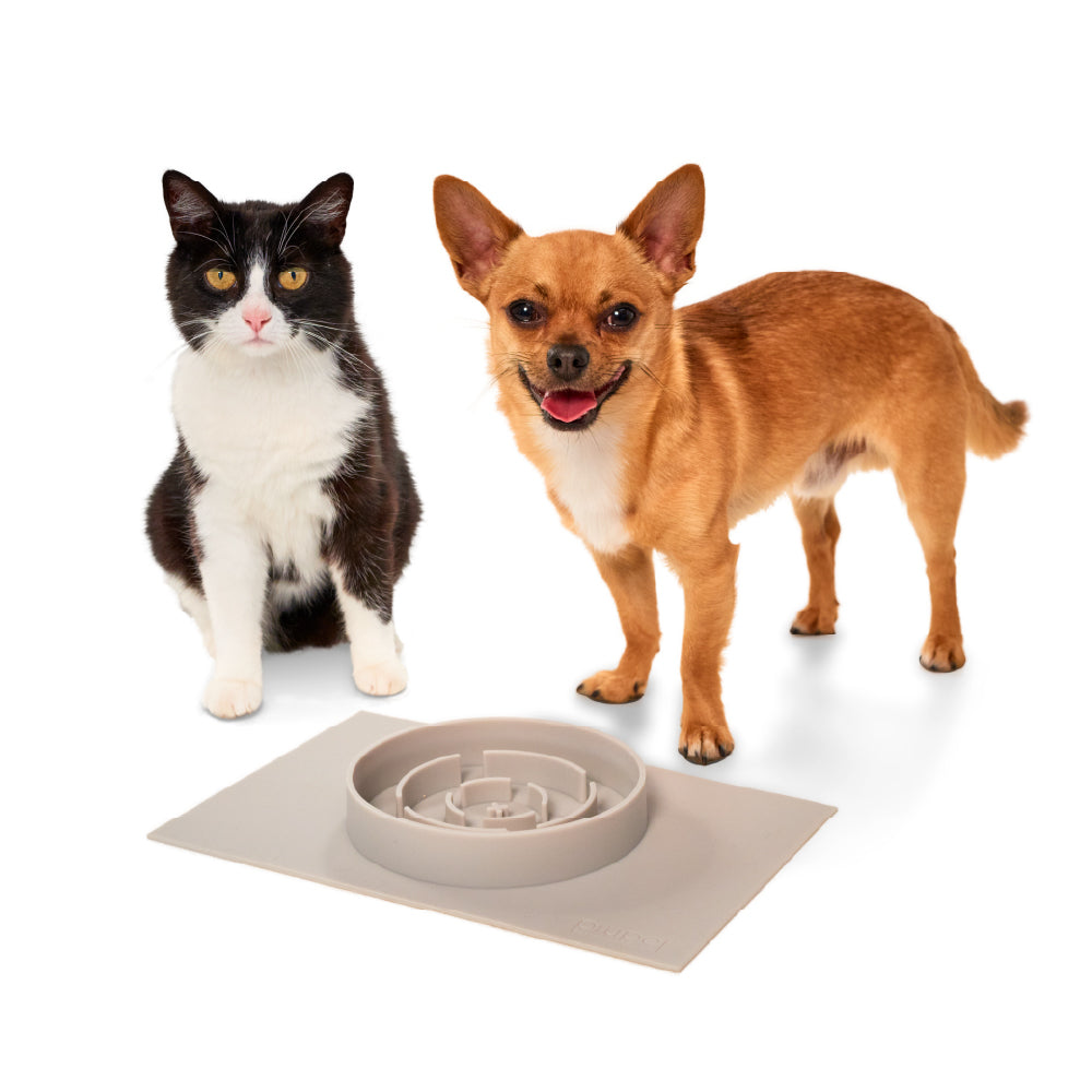 Hund und Katze stehen neben dem Napf