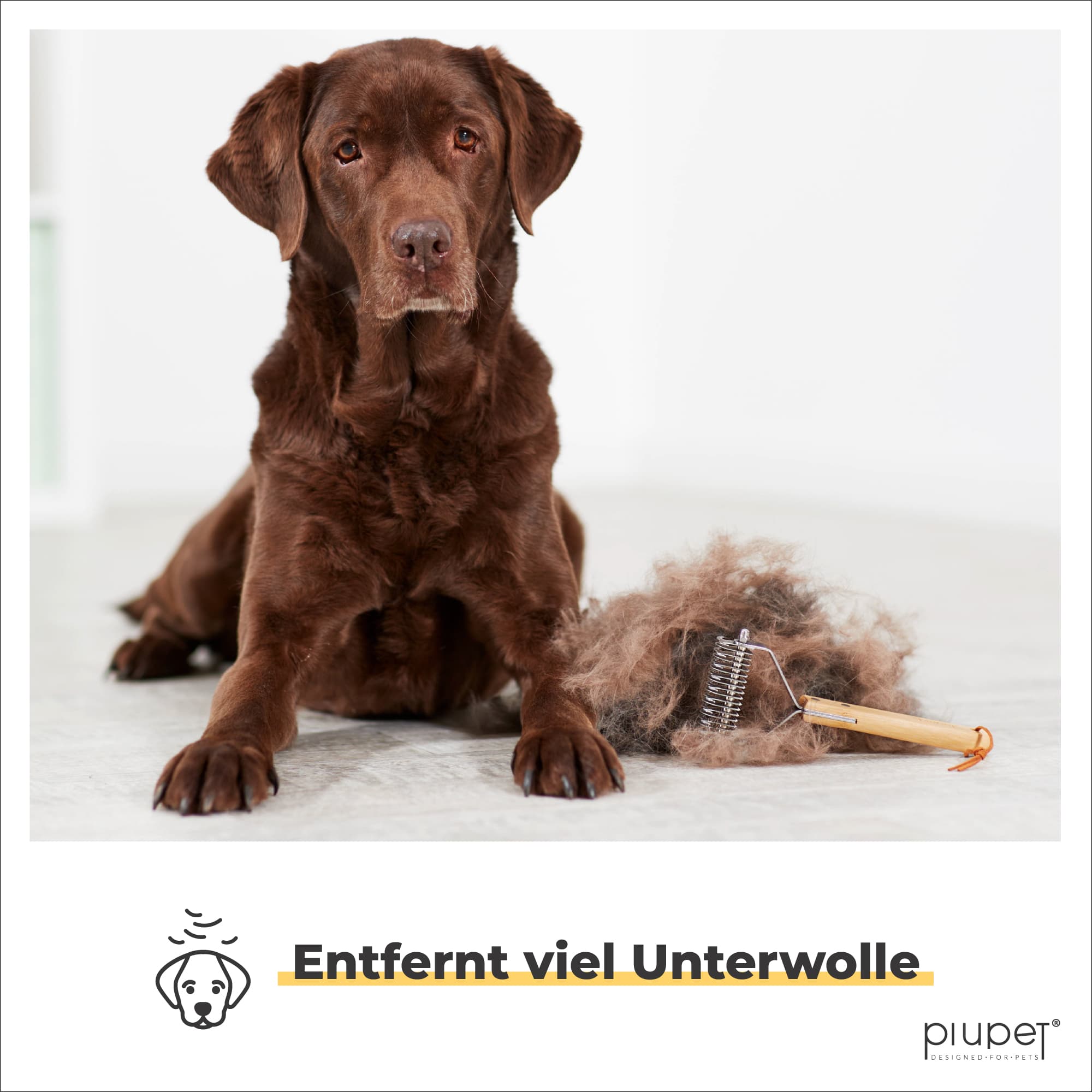 Brauner Labrador neben entferntem Unterfell und Bürste