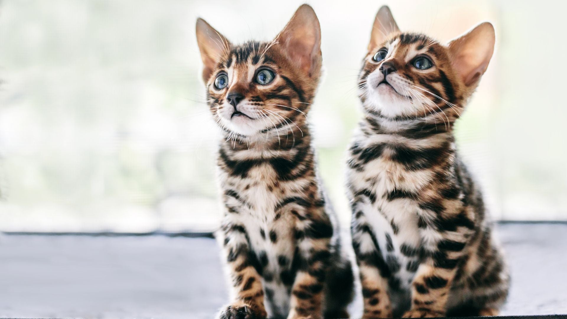 Katze vom Züchter oder aus dem Tierschutz: Was ist die bessere Wahl?