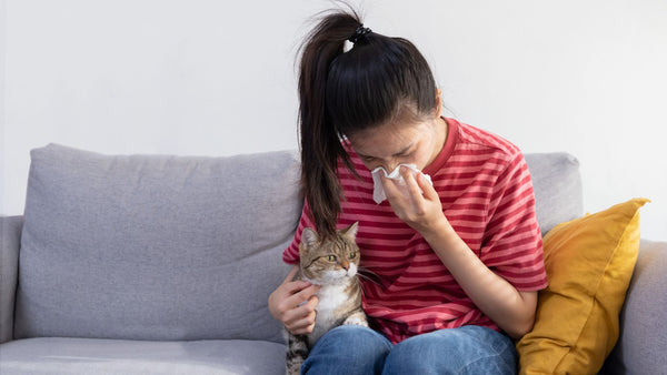 Die perfekte Katzenrasse für Allergiker: Ein Leitfaden für katzenliebende Allergiker
