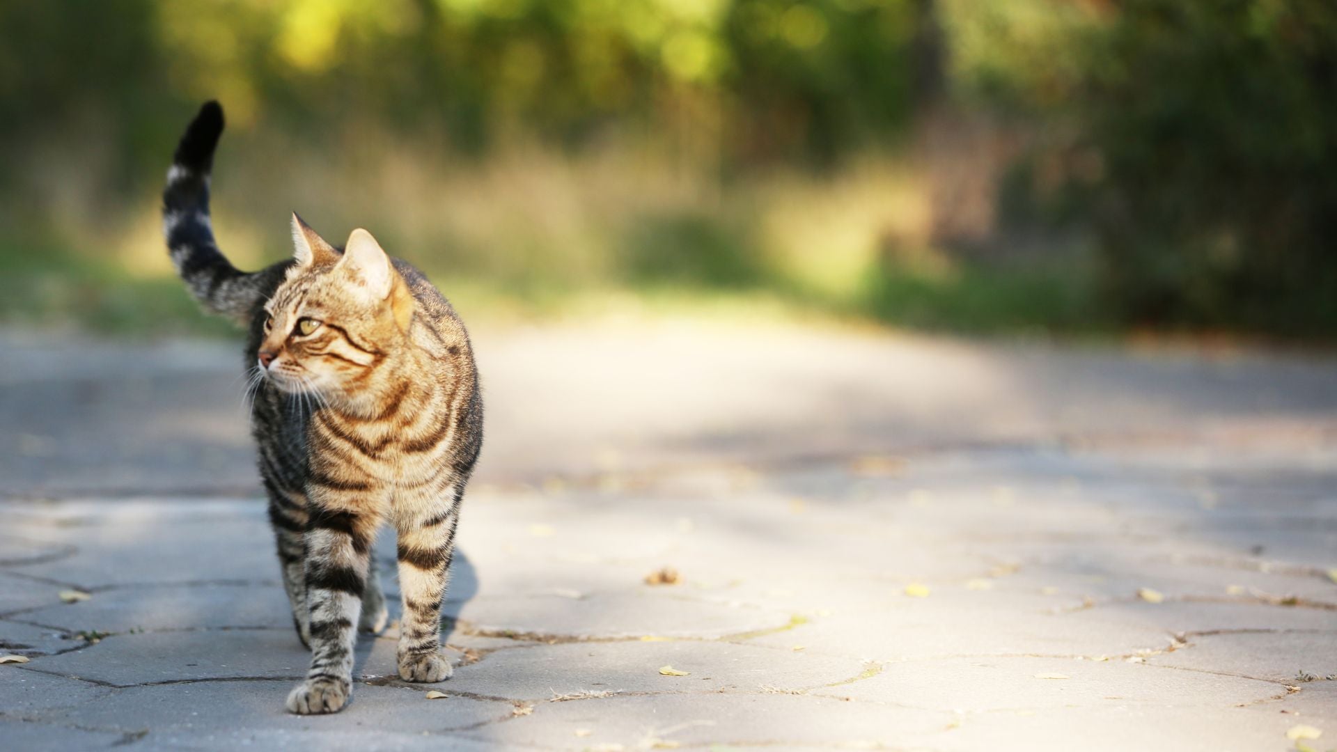 Die ultimative Anleitung: So hältst du deine Katze als glückliche Freigängerkatze