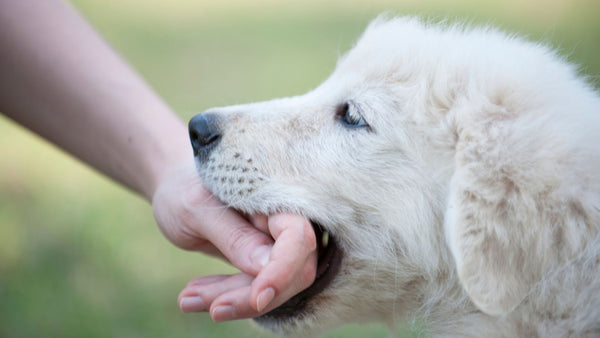 Wie du deinem Welpen das Beißen abgewöhnst: Ein Leitfaden für Hundebesitzer