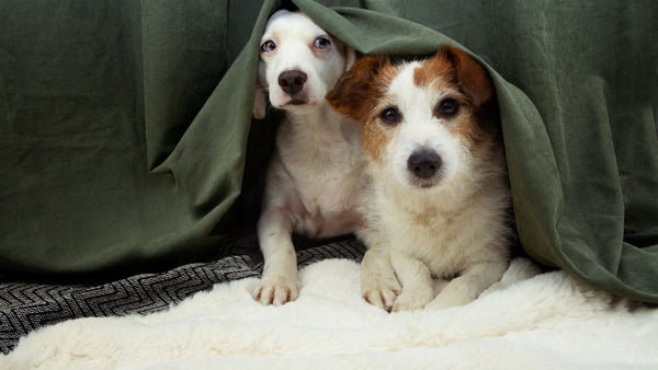 10 Tipps, um Hunden die Angst vor Gewitter zu nehmen