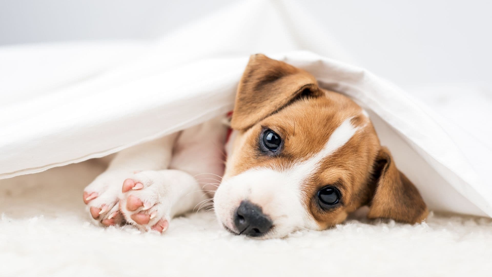 Erwachsener Hund oder lieber ein Welpe (Teil 2)