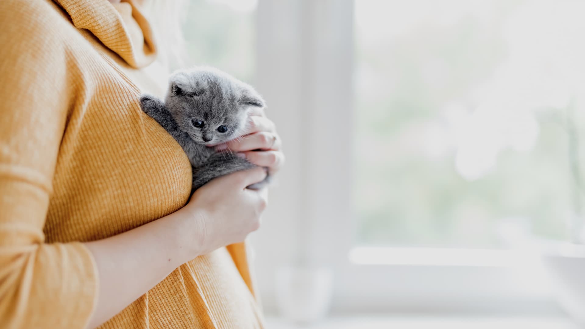 Katze Tierheim oder Züchter