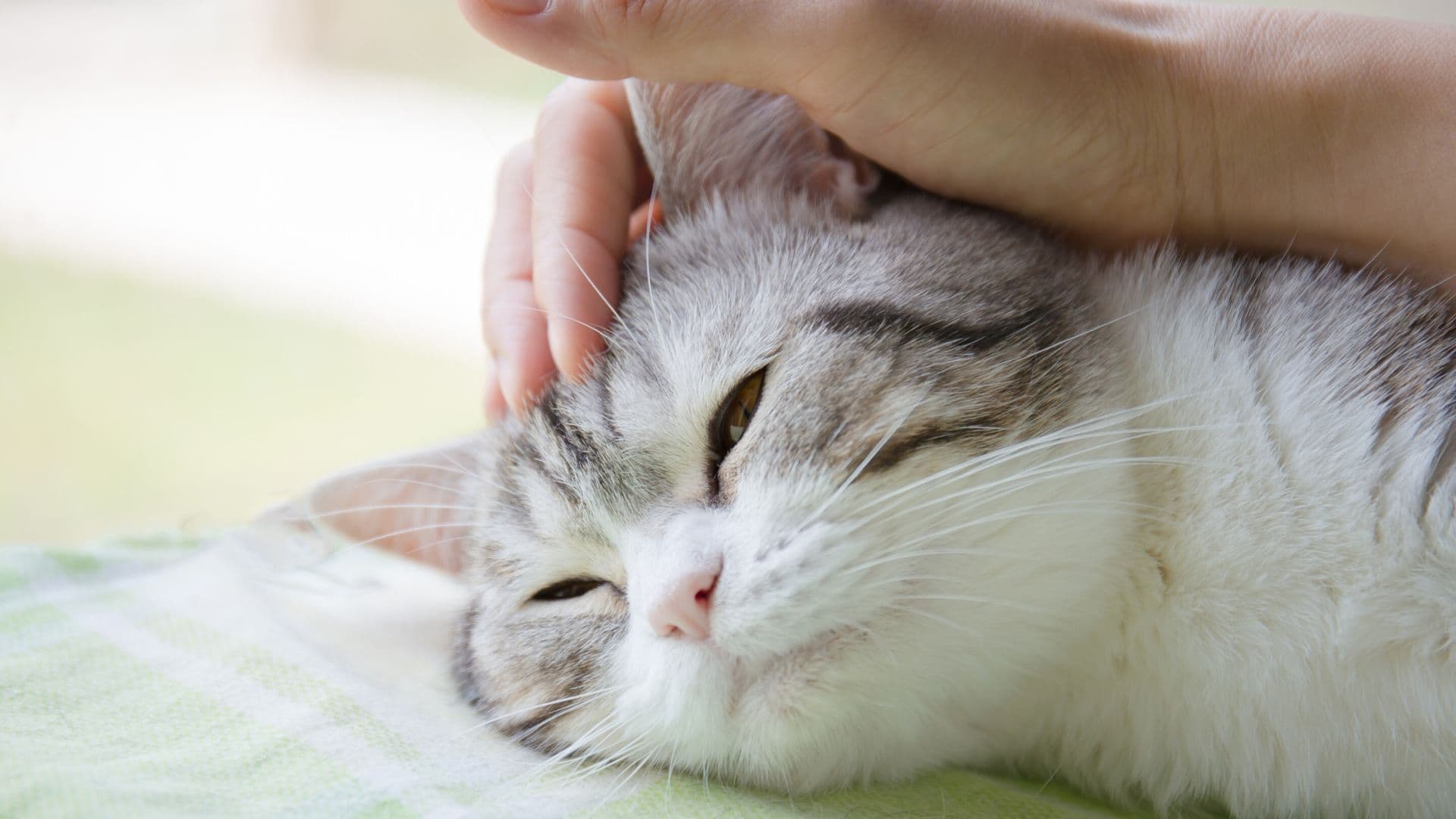 Katze gut für Seele Gesundheit Mensch