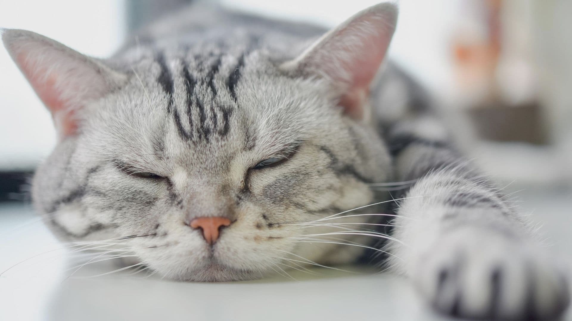 Kühlmatte Abkühlung Katze