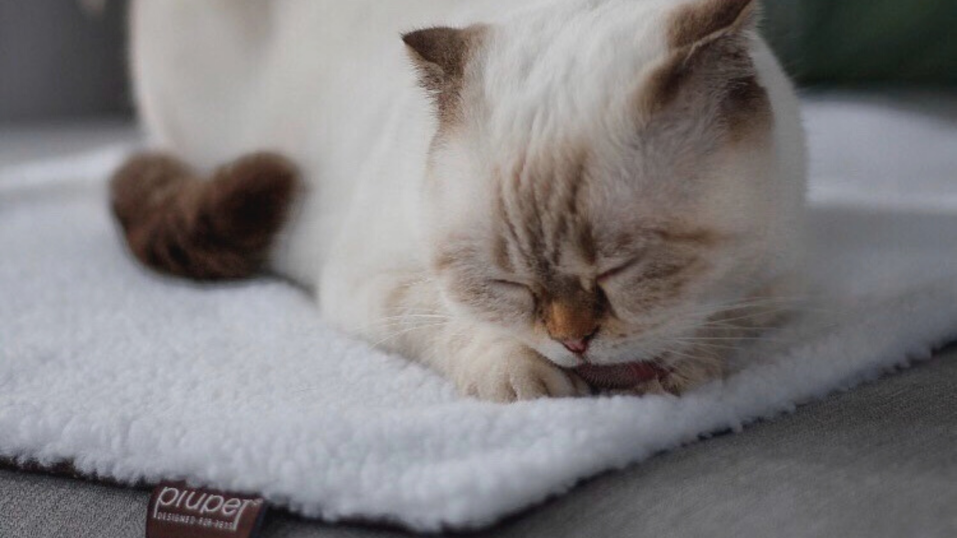 katze winter wärme