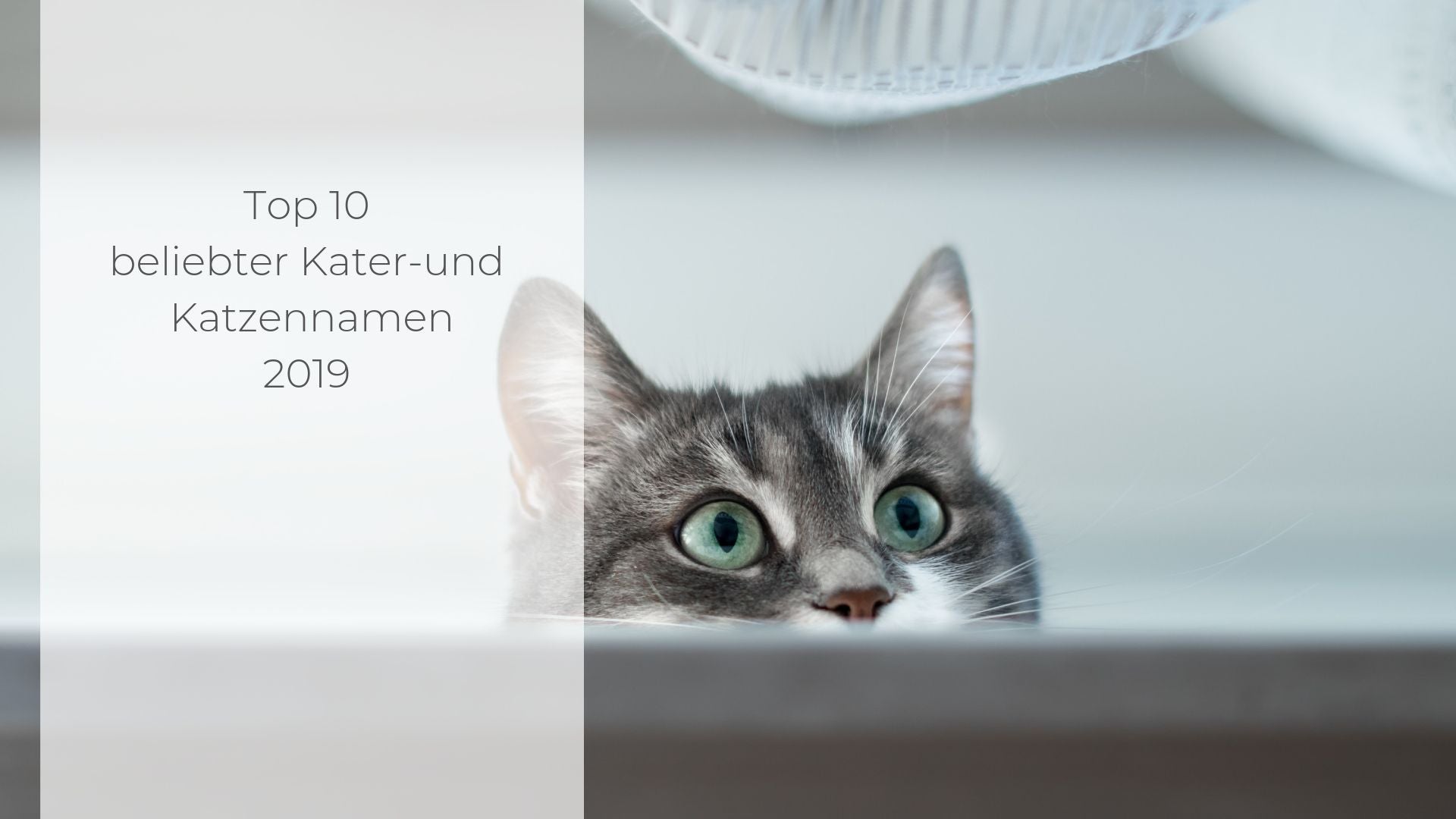 Top 10 beliebteste Katzennamen