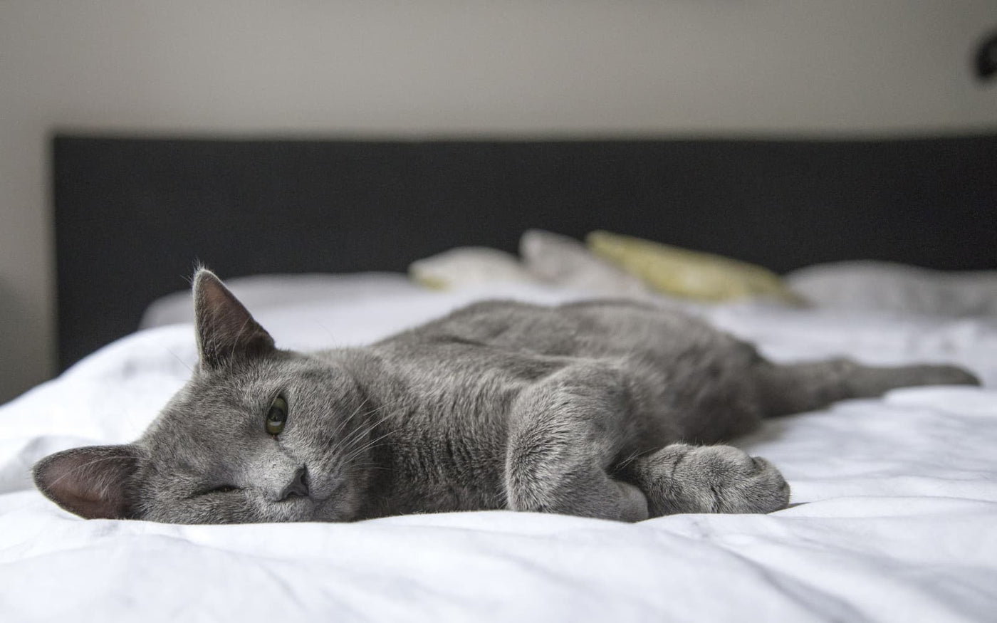 Blog: Warum Katzen und Hunde gerne im Bett schlafen - 5 Pros & Contras