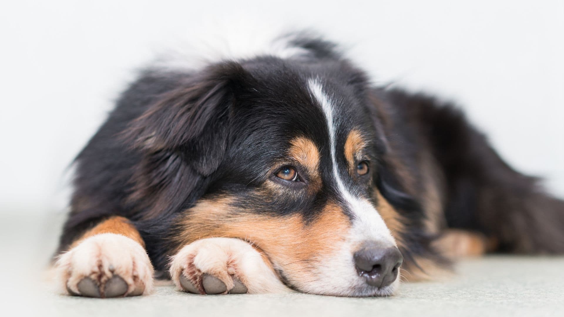 Erwachsener Hund oder lieber ein Welpe? (Teil 1)