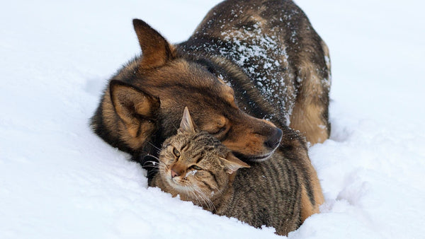 Hund und Katze im Winter worauf achten