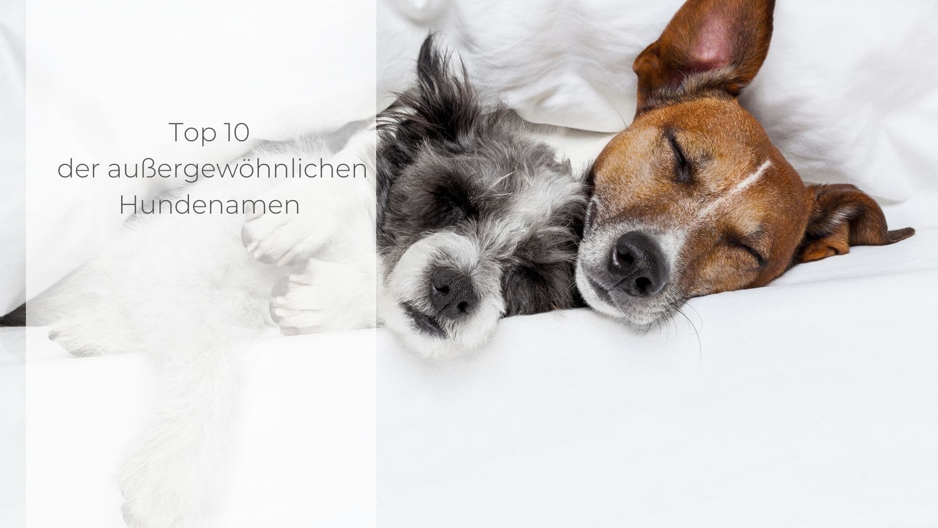 Hund Katze Welpe Schlafen Hundename Hunderasse 
