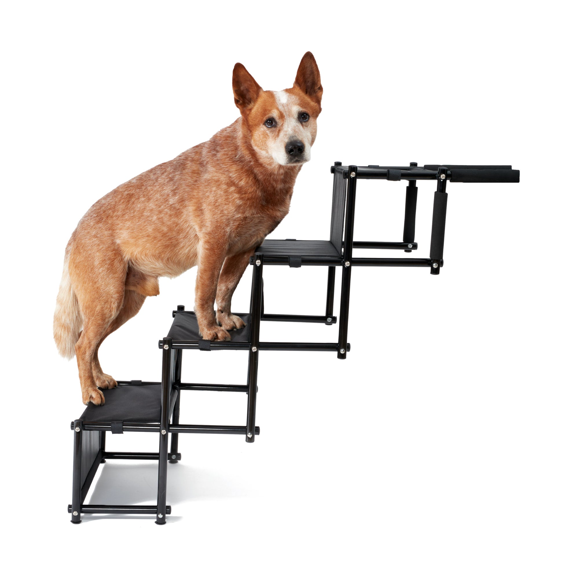 Hundetreppe "TONI"
