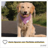 Tai Di Zucca: Kürbisblätter Und Kürbistriebe Auf Kalabresisch