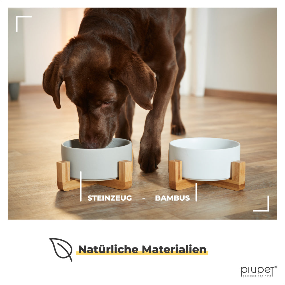 Hund frisst aus Napf