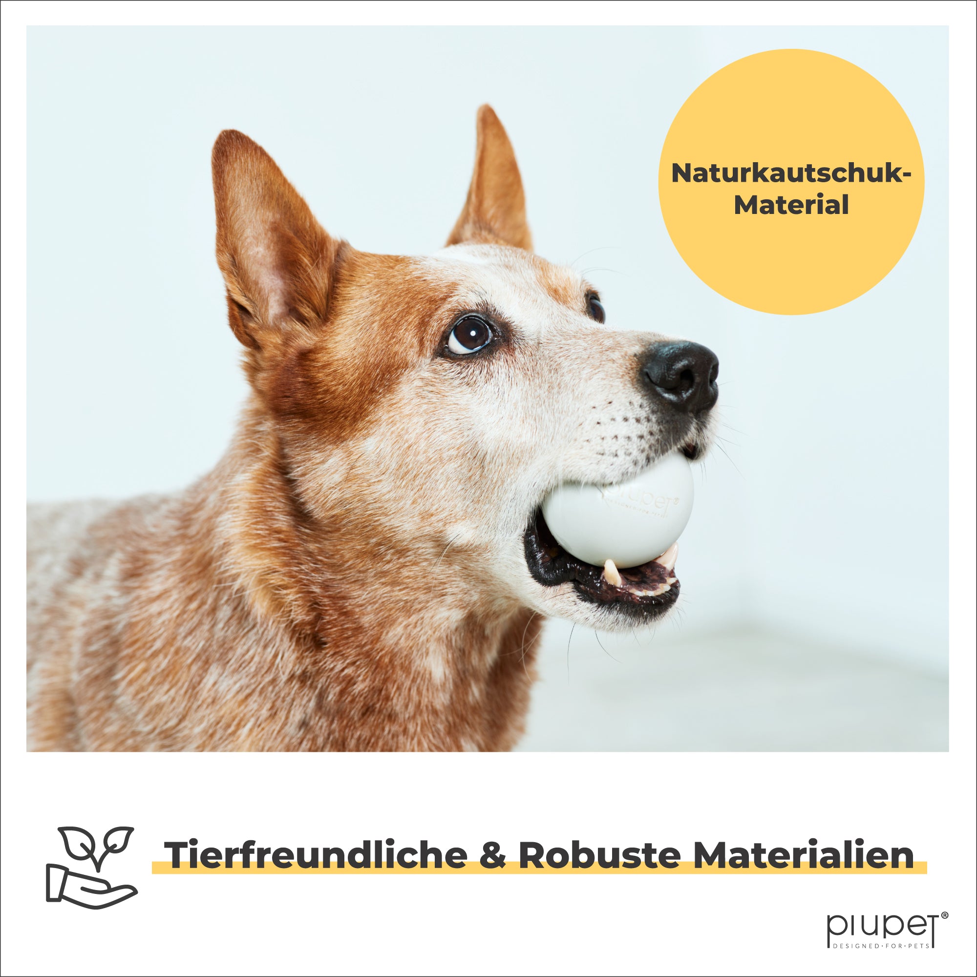 Hund spielt mit Hundeball aus Naturkautschuk
