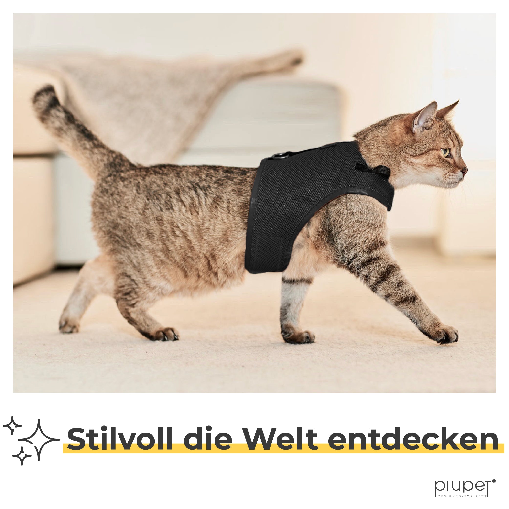 Katze trägt schwarzes Geschirr