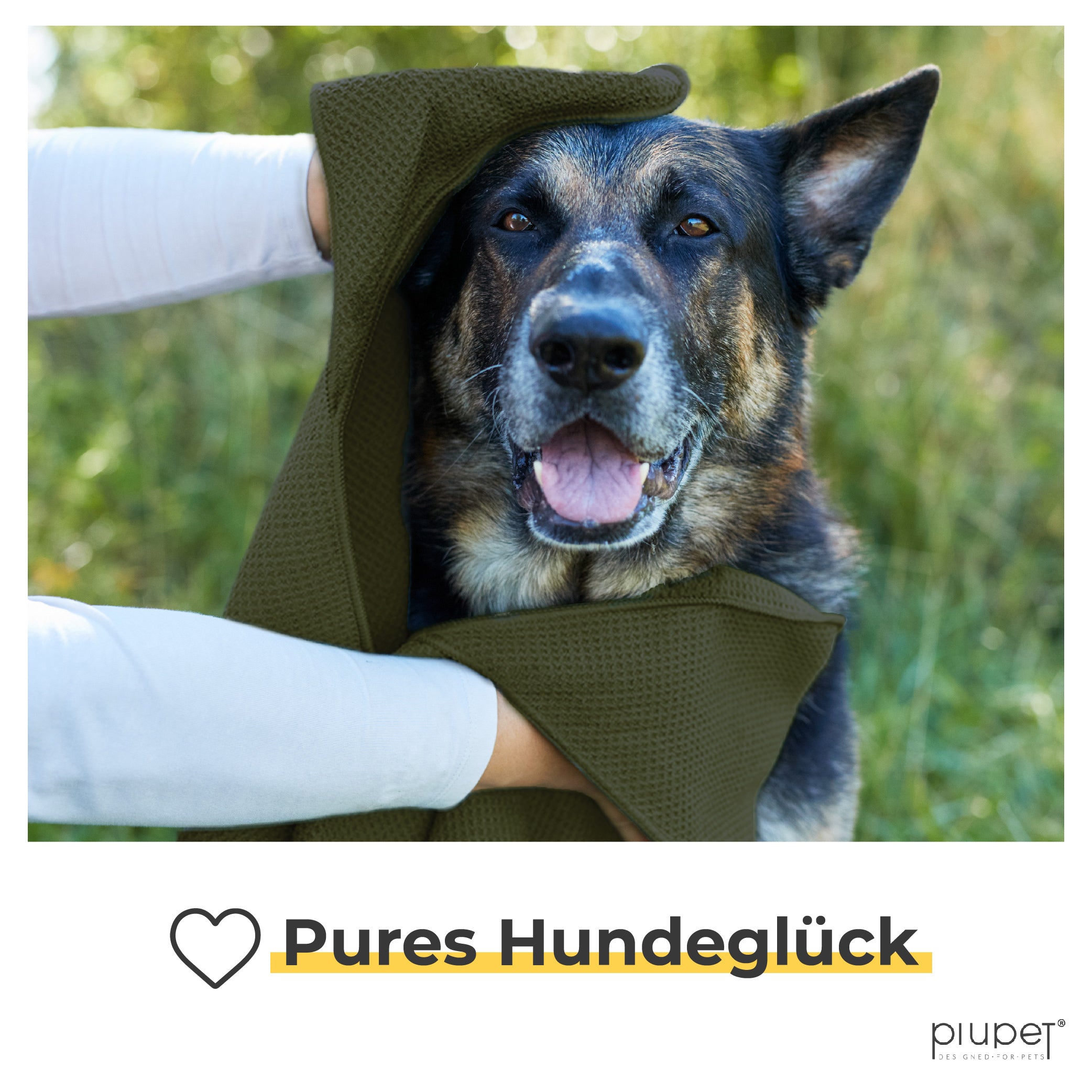 Glücklicher Hund wird mit dem Handtuch abgetrocknet