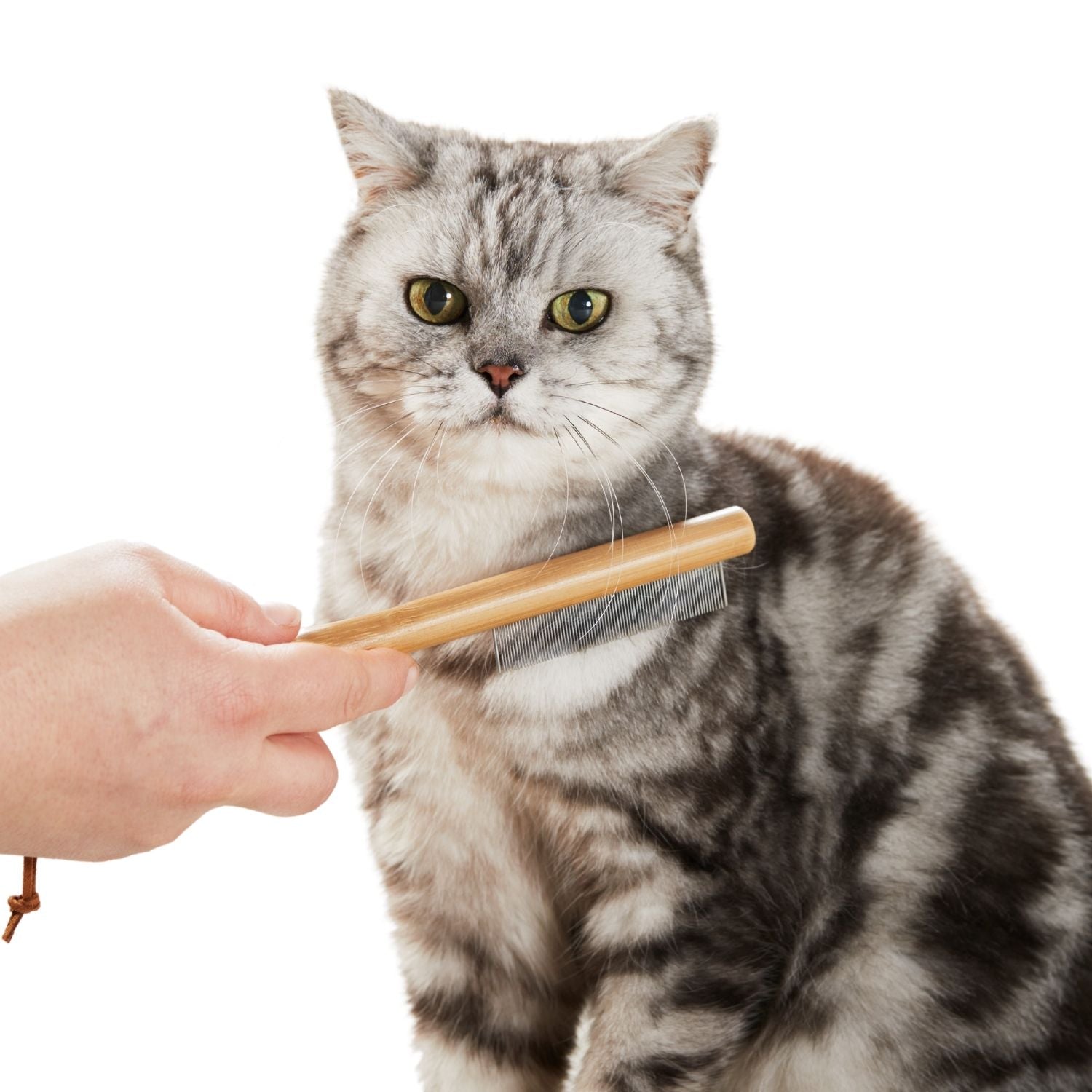 Katzen wird mit Flohkamm gebürstet