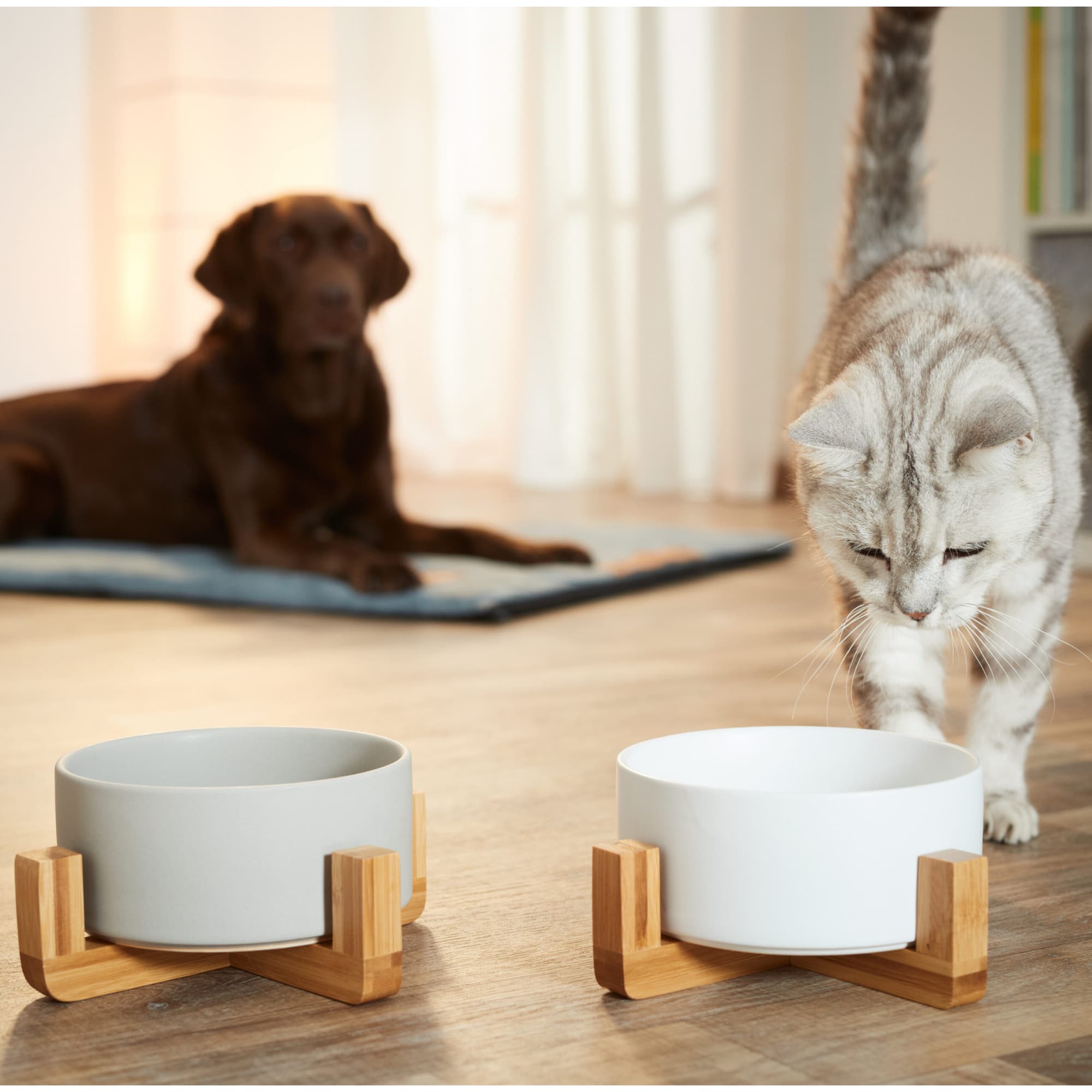 Katze frisst aus Napf