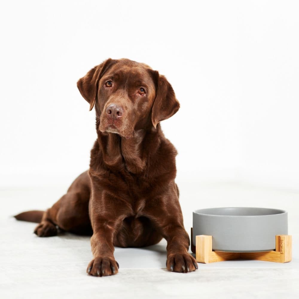 Brauner Hund neben Hundenapf