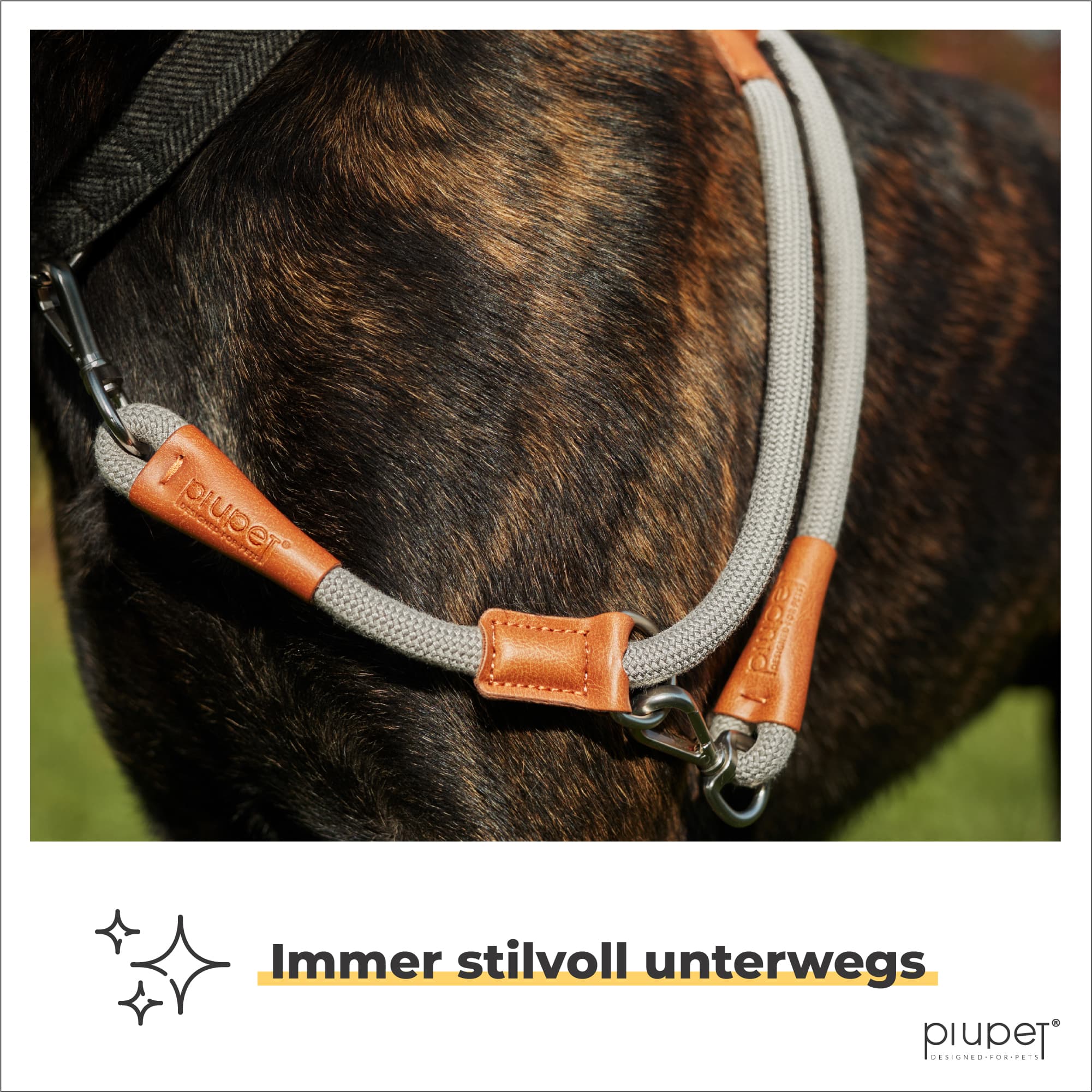 Brauner Hund mit stilvoller Hundeleine