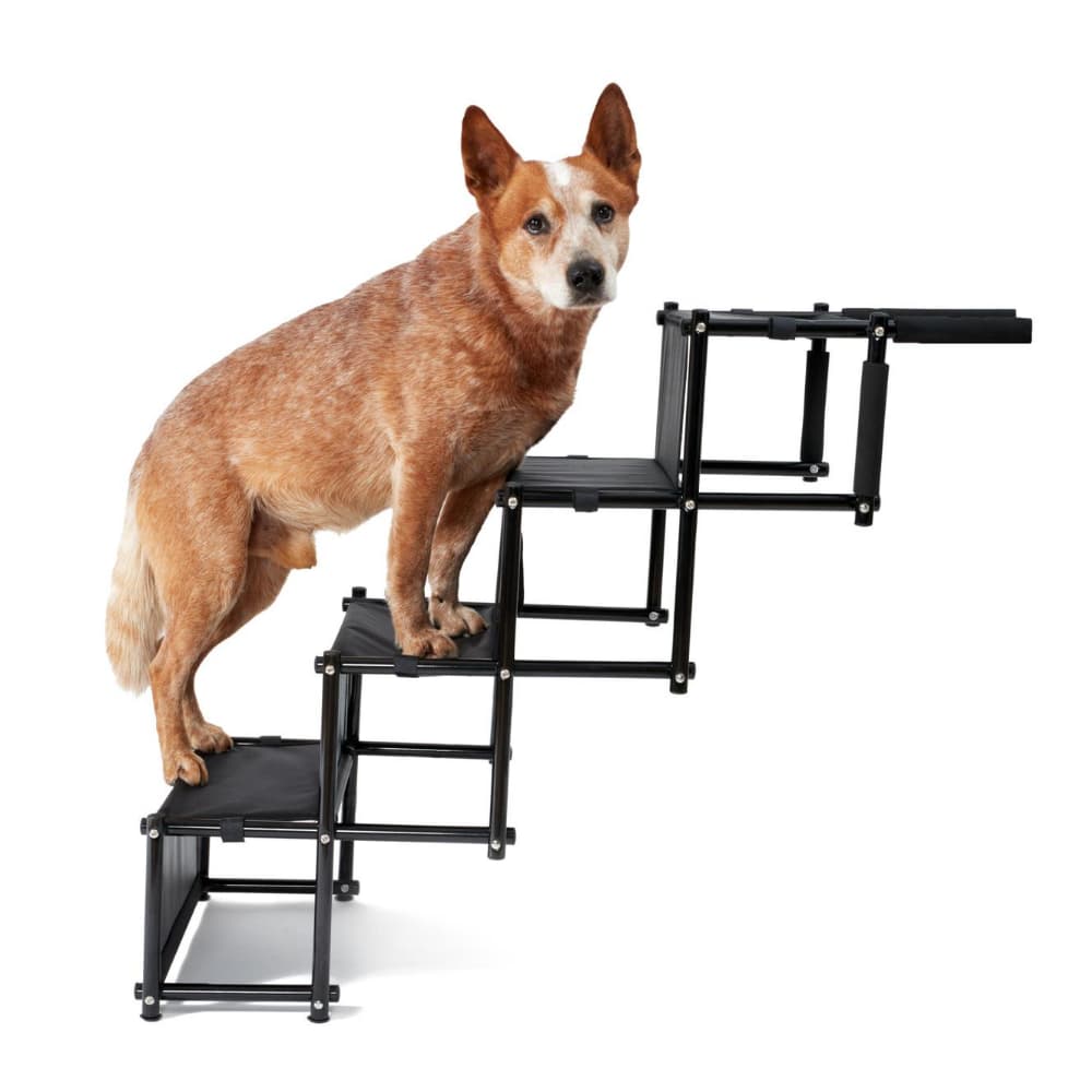 Hund steht auf Hundetreppe