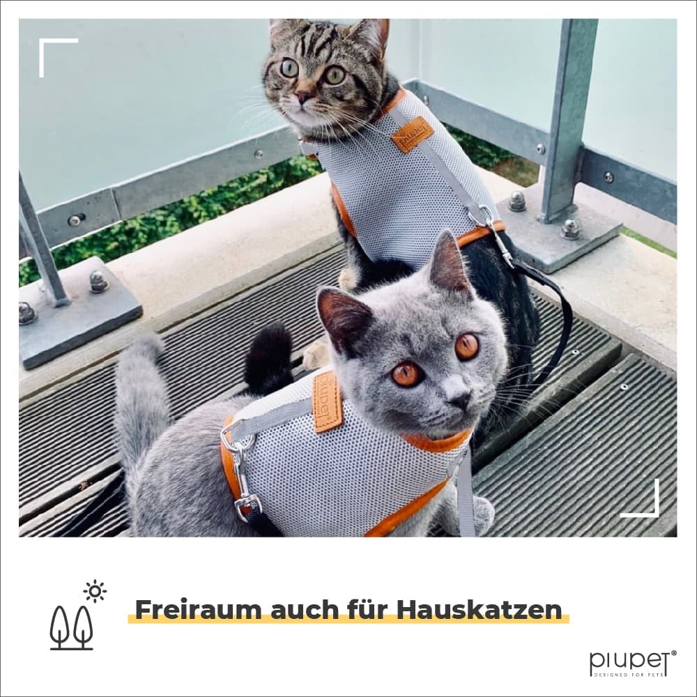 Katzengeschirr optimal geeignet für Hauskatzen