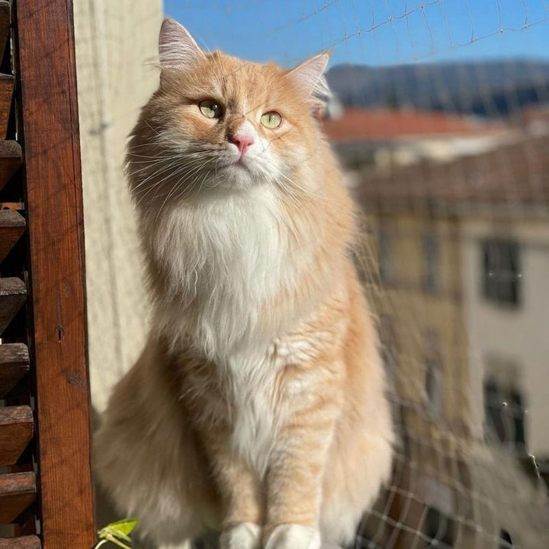 Katzenschutznetz transparent Balkonschutznetz