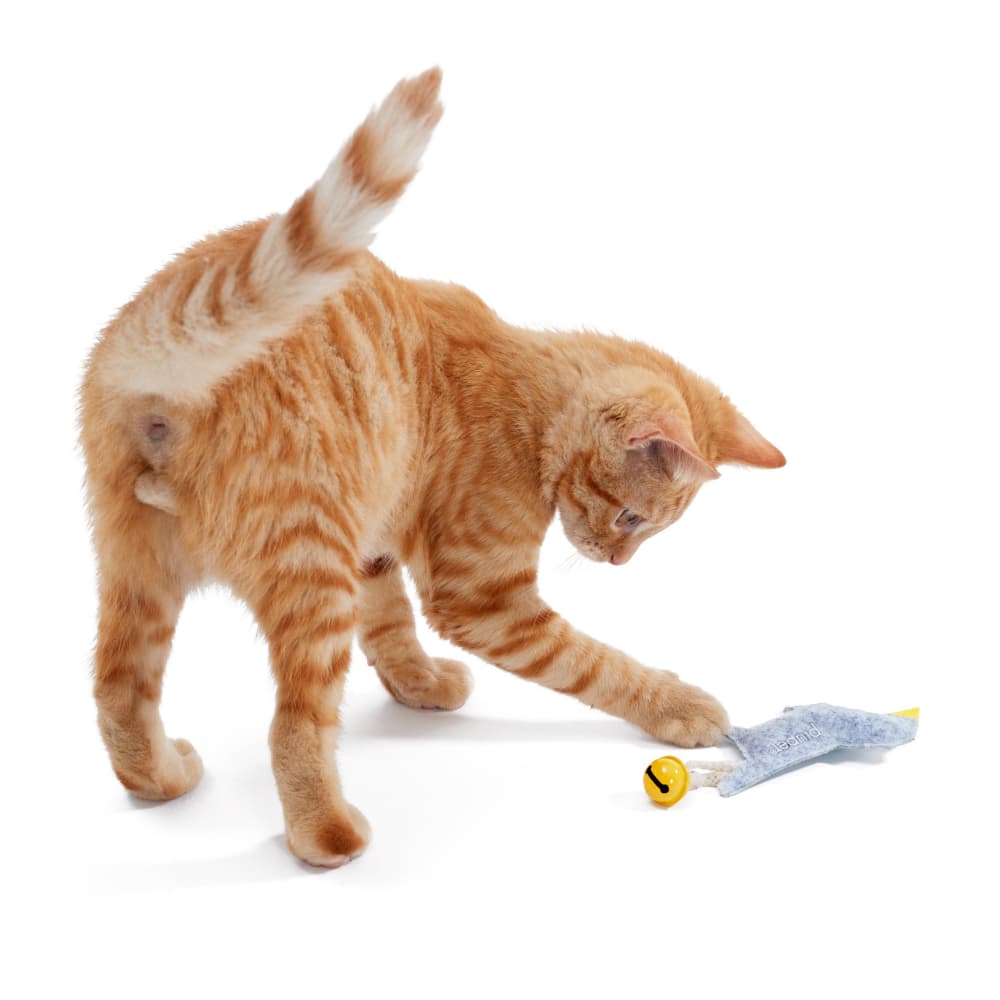 Katze spielt mit Katzenspielzeug