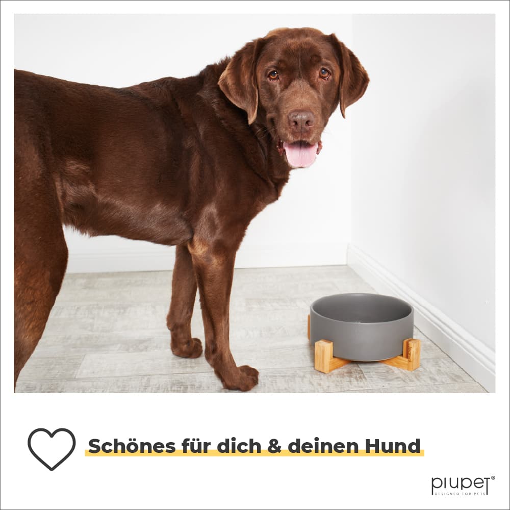 Hund steht neben dem Napf und lacht glücklich ins Bild